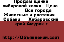 Продам щенка сибирской хаски › Цена ­ 8 000 - Все города Животные и растения » Собаки   . Хабаровский край,Амурск г.